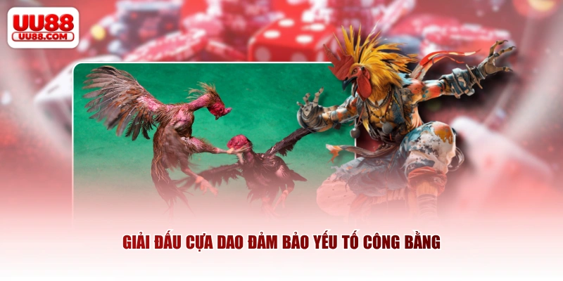 Giải đấu cựa dao đảm bảo yếu tố công bằng